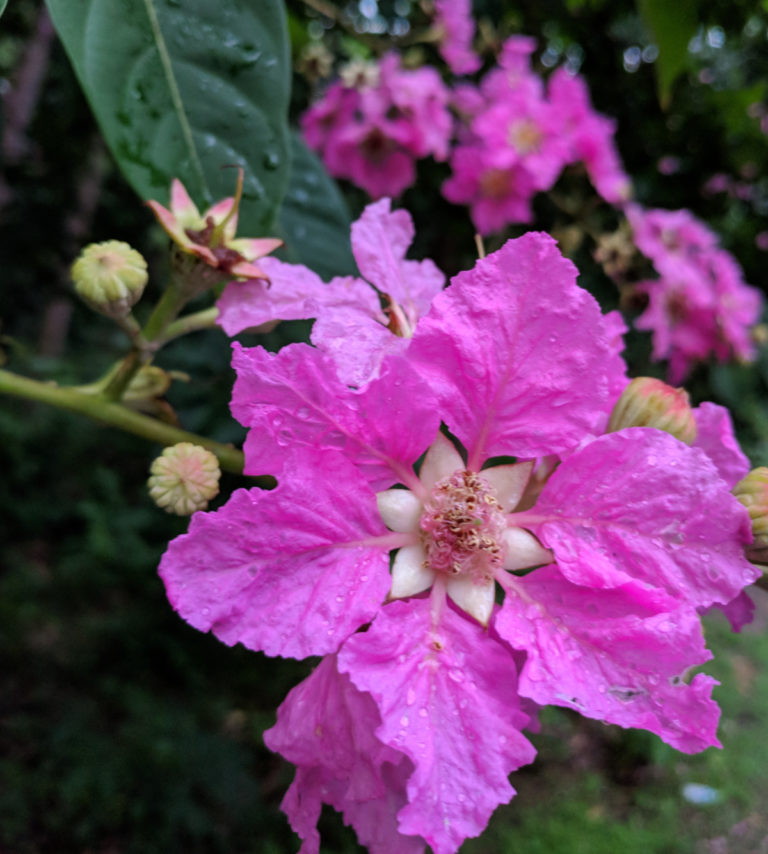 Backpropagation and Automatic Differentiation